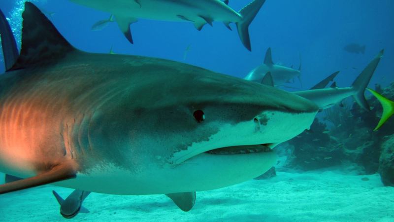 Kdyby vás žraloci chtěli sežrat, moc z vás nezbude