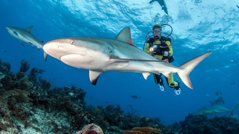 18 věcí nebezpečnějších než žraloci