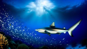 Žraloci mako: Nejrychlejší predátoři oceánů