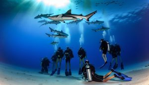 Žraloci na Rhodosu: Bezpečné potápění v řeckých vodách