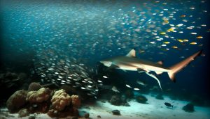 Žraloci a malé ryby: Neuvěřitelná symbióza pod vodou
