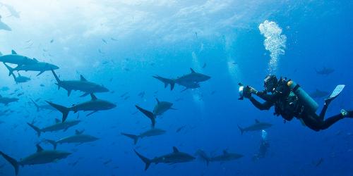 Best-Scuba-Diving-Galapagos