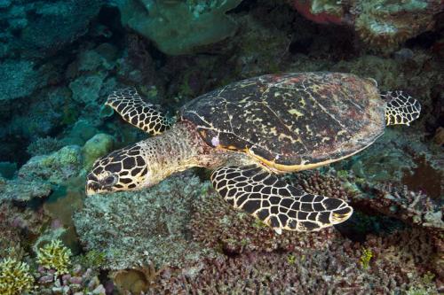 Hawksbill-Sea-Turtle-Eretmochelys-imbricata