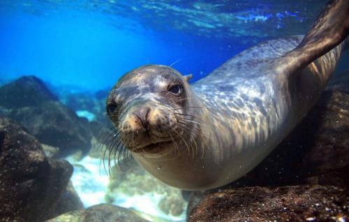 Sea lion face Galapagos 2k-1024x653