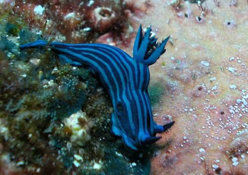 galapagos-scuba-diving-molluscs