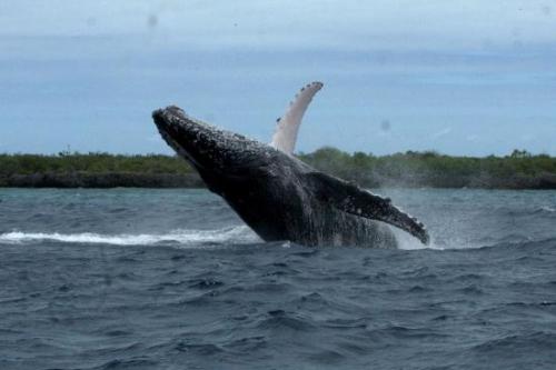 humpback-whales-are-regularly