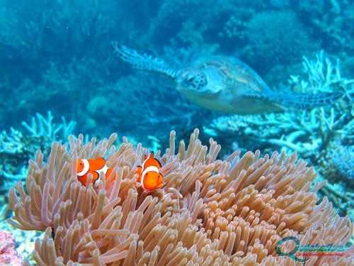 outer-barrier-reef-pontoon-platform-marinlife-turtle-and-nemo-clownfish